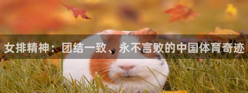 风暴娱乐：女排精神：团结一致、永不言败的中国体育奇迹