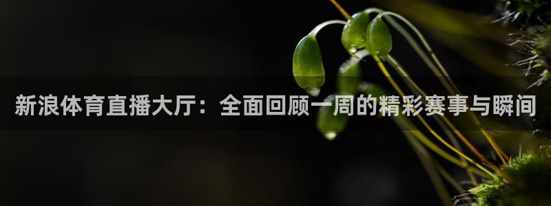 风暴娱乐登录入口：新浪体育直播大厅：全面回顾一周的精彩赛事与瞬间