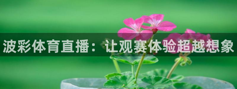 风暴娱乐登录入口：波彩体育直播：让观赛体验超越想象
