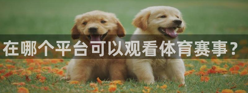 风暴娱乐独家.一键进入游戏.中国：在哪个平台可以观看体育赛事？